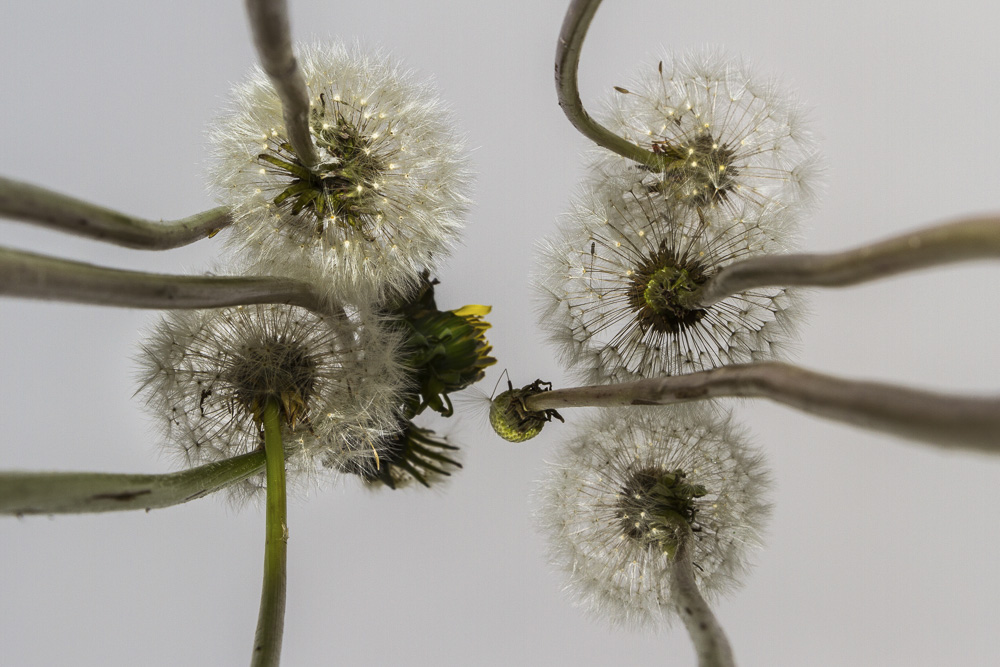 5. Platz Günter Bollenbacher